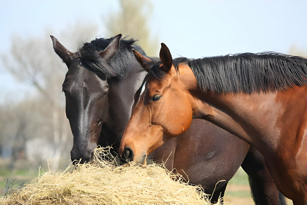 Pferdefütterung: Optimale Ernährung für Gesundheit und Leistung